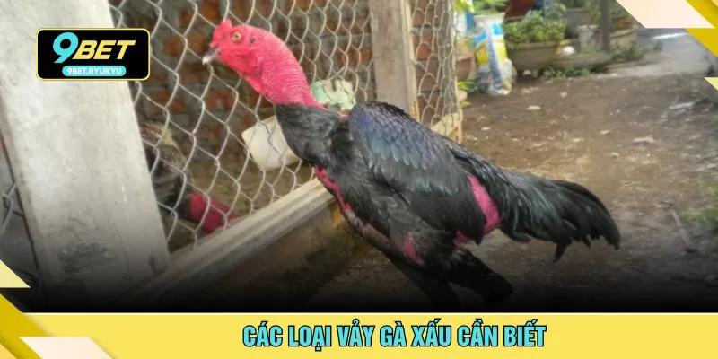 Các loại vảy gà xấu cần biết